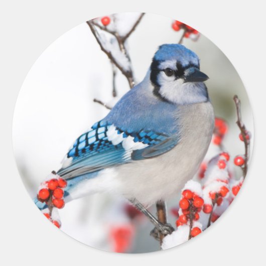 Blauwe Gaai in Gewone Winterbes Ronde Sticker (Voorkant)