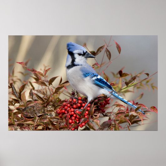 Blauwe Gaai in Nandina Hemelse Bamboe Poster (Voorkant)