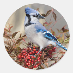 Blauwe Gaai in Nandina Hemelse Bamboe Ronde Sticker