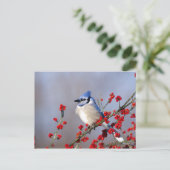 Blauwe Gaai Rustend op Meidoorn Boom Feestdagenkaart (Staand voorkant)