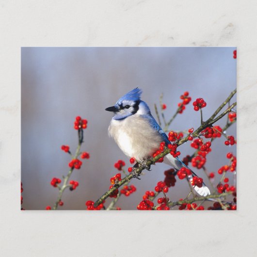 Blauwe Gaai Rustend op Meidoorn Boom Feestdagenkaart (Voorkant)