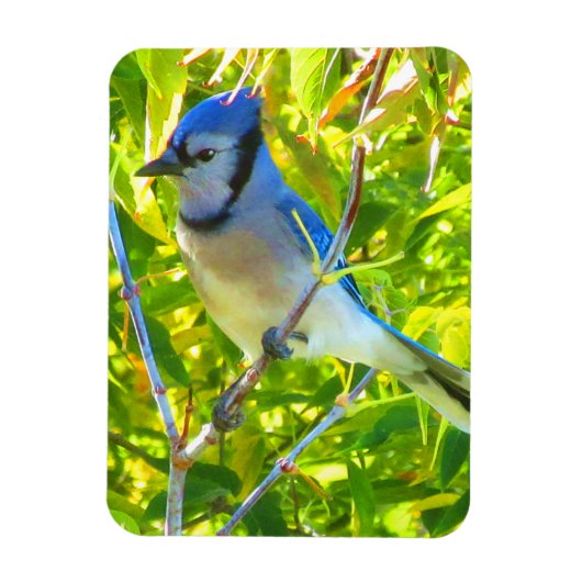 Blauwe Gaai Vroeg Herfst Quebec Canada Magneet (Verticaal)