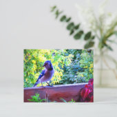 Blauwe Gaai Zangvogels Canada Briefkaart (Staand voorkant)