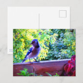 Blauwe Gaai Zangvogels Canada Briefkaart (Voorkant / Achterkant)