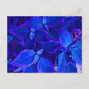 Blauwe gekleurde plant coleus briefkaart