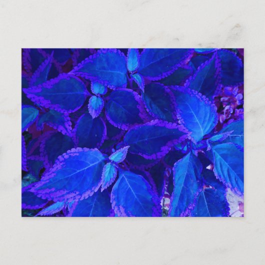 Blauwe gekleurde plant coleus briefkaart (Voorkant)