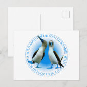 Blauwe gekookte hommels van de Galapagos-eilanden Briefkaart (Voorkant / Achterkant)