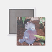 Blauwe gekroonde keizerduif - magneet (Voorkant / Achterkant)