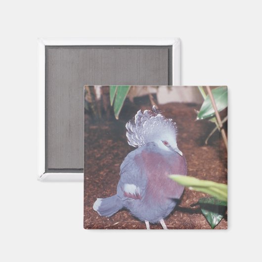 Blauwe gekroonde keizerduif - magneet (Voorkant / Achterkant)