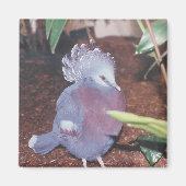 Blauwe gekroonde keizerduif - magneet (Voorkant)