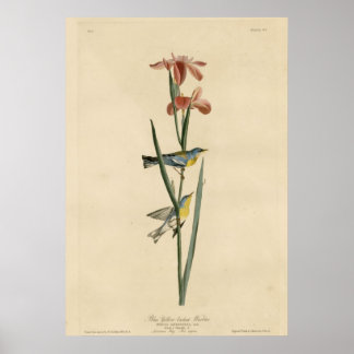 Blauwe gele kauwgaas poster