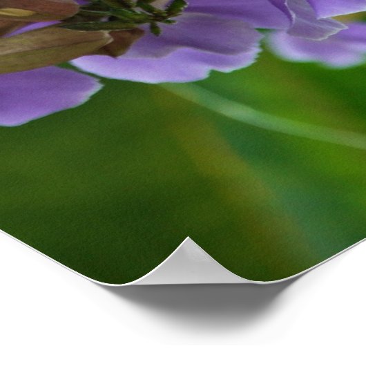 Blauwe gember poster (Hoek)