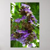 Blauwe gember poster (Voorkant)