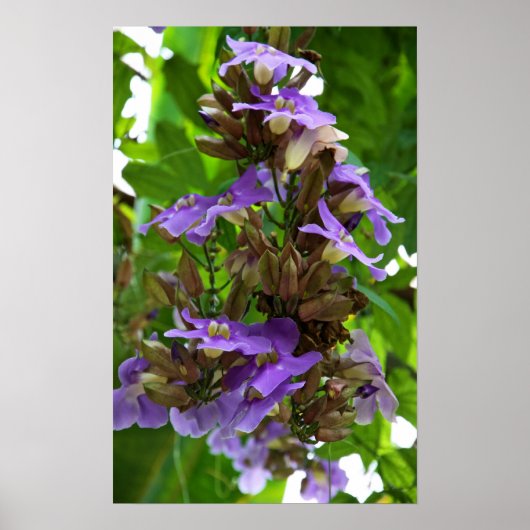 Blauwe gember poster (Voorkant)