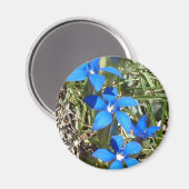 Blauwe gentiaan bloemen magneet (Voorkant / Achterkant)