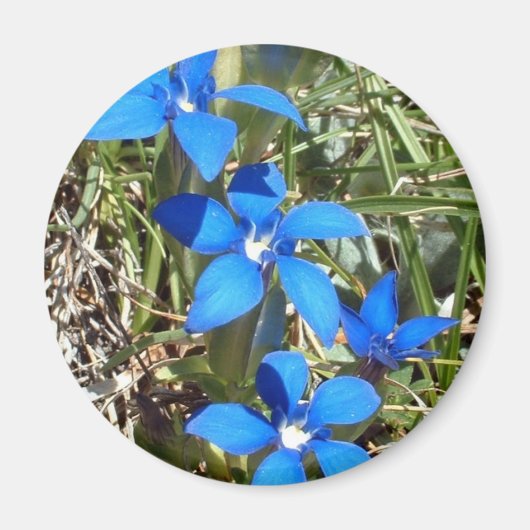 Blauwe gentiaan bloemen magneet (Voorkant)