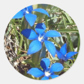 Blauwe gentiaanbloemen sticker (Voorkant)