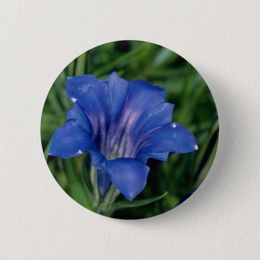Blauwe Gentian bloemen Ronde Button 5,7 Cm (Voorkant)