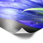 Blauwe Gentian Flower 8x8 Foto Afdruk (Hoek)