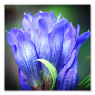 Blauwe Gentian Flower 8x8 Foto Afdruk