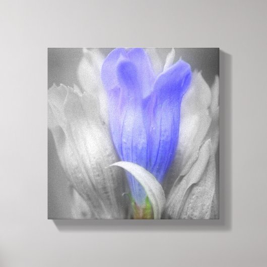 Blauwe Gentian-ventilator gedeeltelijke kleur Canvas Afdruk (Voorkant)
