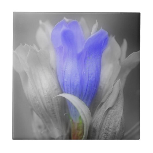 Blauwe gentian-ventilator in zwart-wit tegeltje (Voorkant)