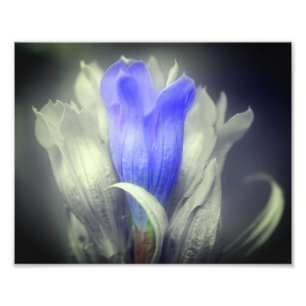 Blauwe Gentian-ventilator zwart-wit, gedeeltelijke Foto Afdruk