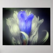 Blauwe Gentian-ventilator zwart-wit, gedeeltelijke Poster (Voorkant)