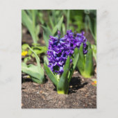 Blauwe Geocinth in de lente  Briefkaart (Voorkant)