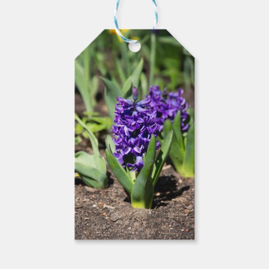 Blauwe Geocinth in de lente Cadeaulabel (Voorkant)