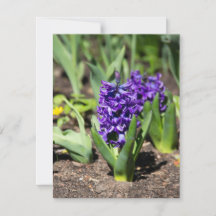 Blauwe Geocinth in de lente