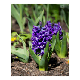 Blauwe Geocinth in de lente Perfect Poster