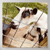 blauwe geoogte poster (Voorkant)