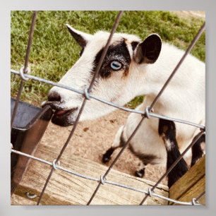 blauwe geoogte poster