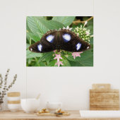 Blauwe gepotte vlinderdruk poster (Keuken)