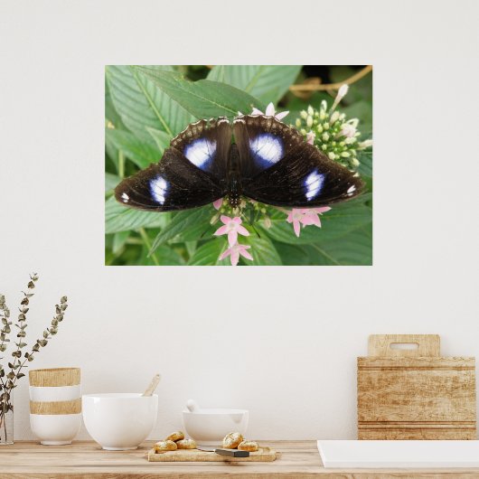 Blauwe gepotte vlinderdruk poster (Keuken)