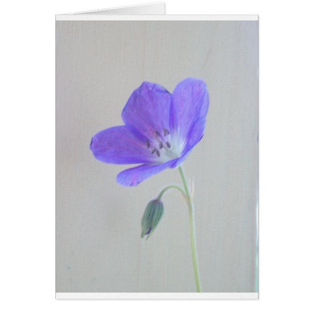 Blauwe Geranium (Voorkant)