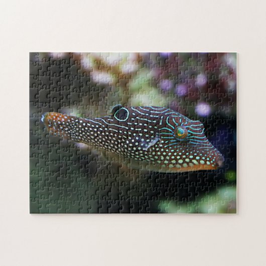 Blauwe gevlekte kogelvis Canthigaster Solandri Legpuzzel (Horizontaal)