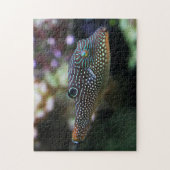 Blauwe gevlekte kogelvis Canthigaster Solandri Legpuzzel (Verticaal)