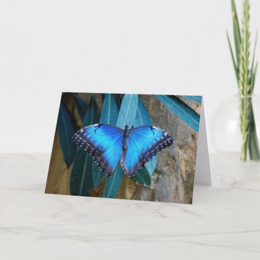 Blauwe gewone Morpho vlinder Kaart (Voorkant)