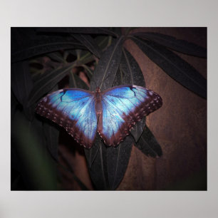 Blauwe Gewone Morpho Vlinder Poster