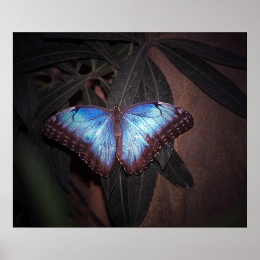 Blauwe Gewone Morpho Vlinder Poster (Voorkant)