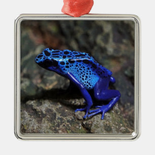 Blauwe gifkikker, bruine kikker metalen ornament