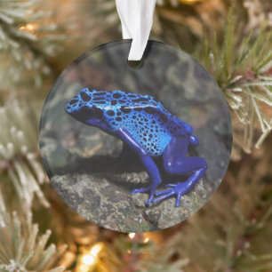 Blauwe gifkikker, bruine kikker ornament