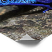 Blauwe gifkikker, bruine kikker poster (Hoek)