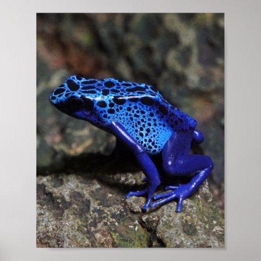 Blauwe gifkikker, bruine kikker poster (Voorkant)