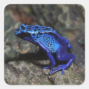 Blauwe gifkikker, bruine kikker vierkante sticker