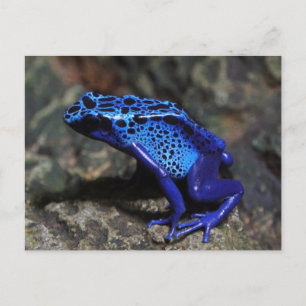 Blauwe Gifkikker, Helderblauwe Kikker Briefkaart