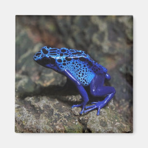 Blauwe Gifkikker, Helderblauwe Kikker Magneet