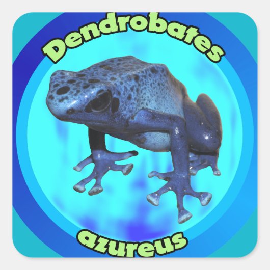 Blauwe gifkikker. vierkante sticker (Voorkant)